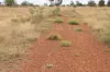 , Roma QLD 4455-Image