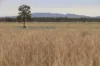 , Roma QLD 4455-Image