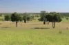 , Roma QLD 4455-Image