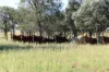 , Roma QLD 4455-Image