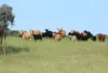 , Roma QLD 4455-Image