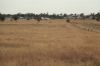 , Roma QLD 4455-Image