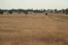 , Roma QLD 4455-Image