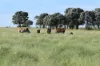 , Roma QLD 4455-Image