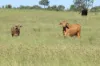 , Roma QLD 4455-Image
