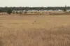, Roma QLD 4455-Image