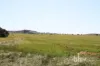 Section 332 and Section 330 & 405 Kubenk Road, Rockleigh, SA 5254-Image