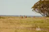 Section 369 Schwertie Road, Black Hill, SA 5353-Image