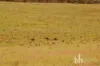 Section 369 Schwertie Road, Black Hill, SA 5353-Image