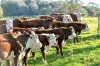 "Snowy Flat" Lot 29 Kydra Fire Trail, Kybeyan, NSW 2631-Image