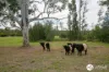 Spooners Avenue, Collombatti, NSW 2440-Image