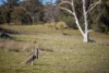 "Spring Camp" 221 Spring Camp Road, Armidale NSW 2350-Image