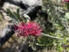 "Spring Camp" 221 Spring Camp Road, Armidale NSW 2350-Image