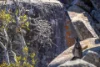 "Spring Camp" 221 Spring Camp Road, Armidale NSW 2350-Image