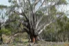 "Tada-Ima" Lots 61 & 81 Stuart Road, Corrowong, NSW 2633-Image