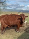 0 Kennedys Road, Winya, Qld 4515-Image