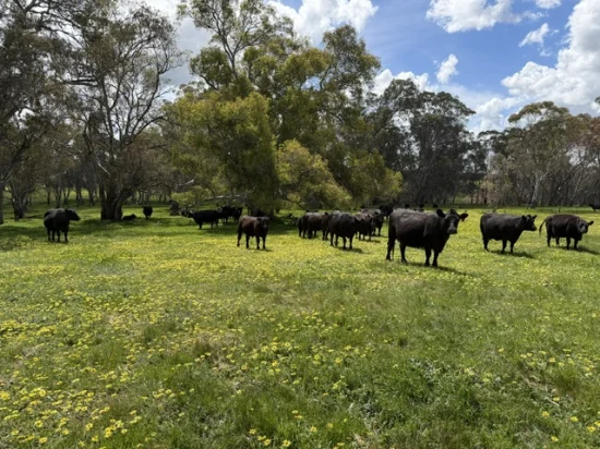 0 Mooree Road, Chetwynd, Vic 3312