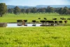 1, Simpsons Lane, Moyhu, Vic 3732-Image