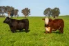 1, Simpsons Lane, Moyhu, Vic 3732-Image