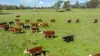 1007 & 1007A Kiewa Valley Highway, Staghorn Flat, Vic 3691-Image