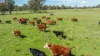 1007 & 1007A Kiewa Valley Highway, Staghorn Flat, Vic 3691-Image