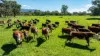 1007 & 1007A Kiewa Valley Highway, Staghorn Flat, Vic 3691-Image