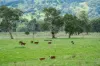 1007 & 1007A Kiewa Valley Highway, Staghorn Flat, Vic 3691-Image