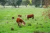 1007 & 1007A Kiewa Valley Highway, Staghorn Flat, Vic 3691-Image