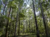 113-124 Boormans Rd, Tyalgum, NSW 2484-Image