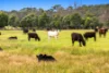 1131 Reservoir Road, Munro, Vic 3862-Image