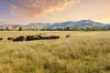 1150 Martindale Road, Denman, NSW 2328