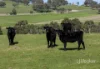 122 Blights Reserve Road, Wistow, SA 5251-Image