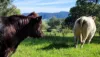 132 Clarkes Road, Greendale, NSW 2550-Image