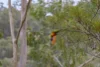 1451 Webbs Creek Road, Wisemans Ferry, NSW 2775-Image
