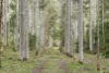 1451 Webbs Creek Road, Wisemans Ferry, NSW 2775-Image