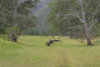 1451 Webbs Creek Road, Wisemans Ferry, NSW 2775-Image