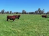 1491 Glenrowan Moyhu Road, Greta, Vic 3675-Image