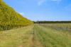 1585 Grassmere-Hexham Road, Woolsthorpe, Vic 3276-Image