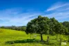 1596 Snowy Mountains Highway, Morans Crossing, NSW 2550-Image