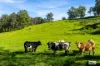 1596 Snowy Mountains Highway, Morans Crossing, NSW 2550-Image