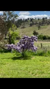 171 Brassington Creek Road, Tenterfield, NSW 2372-Image