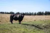 1790 Braidwood Road, Tarago, NSW 2580-Image