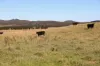 1790 Braidwood Road, Tarago, NSW 2580-Image
