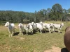 17940 Kennedy Highway, Mount Garnet, Qld 4872