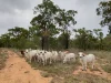 17940 Kennedy Highway, Mount Garnet, Qld 4872-Image