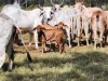 17940 Kennedy Highway, Mount Garnet, Qld 4872-Image