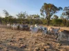 17940 Kennedy Highway, Mount Garnet, Qld 4872-Image