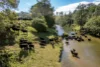 1800 Paterson River Road, Lostock, NSW 2311-Image