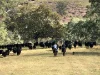 1800 Paterson River Road, Lostock, NSW 2311-Image