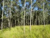 1810 Afterlee Rd, Kyogle, NSW 2474-Image